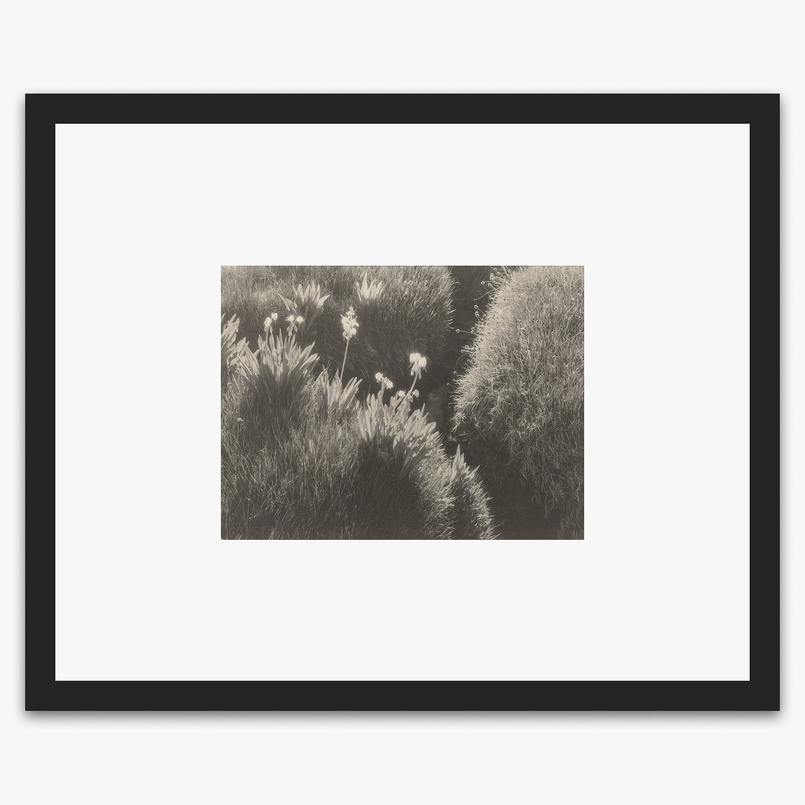 Sierra Meadow Shop_Repro_MR Ansel Adams Gallery Framed Standard 8x10" Black Wood