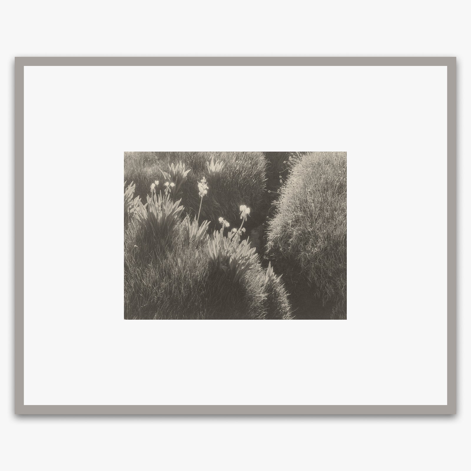 Sierra Meadow Shop_Repro_MR Ansel Adams Gallery Framed Standard 8x10" Graphite Metal