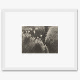 Sierra Meadow Shop_Repro_MR Ansel Adams Gallery Framed Standard 8x10" White Wood