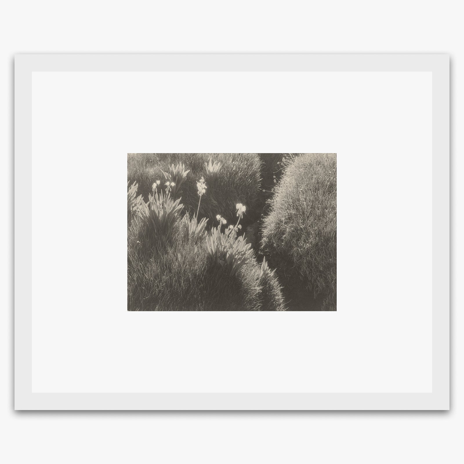Sierra Meadow Shop_Repro_MR Ansel Adams Gallery Framed Standard 8x10" White Wood