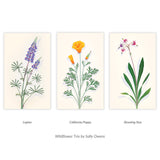 Spider Lupine