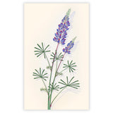 Spider Lupine