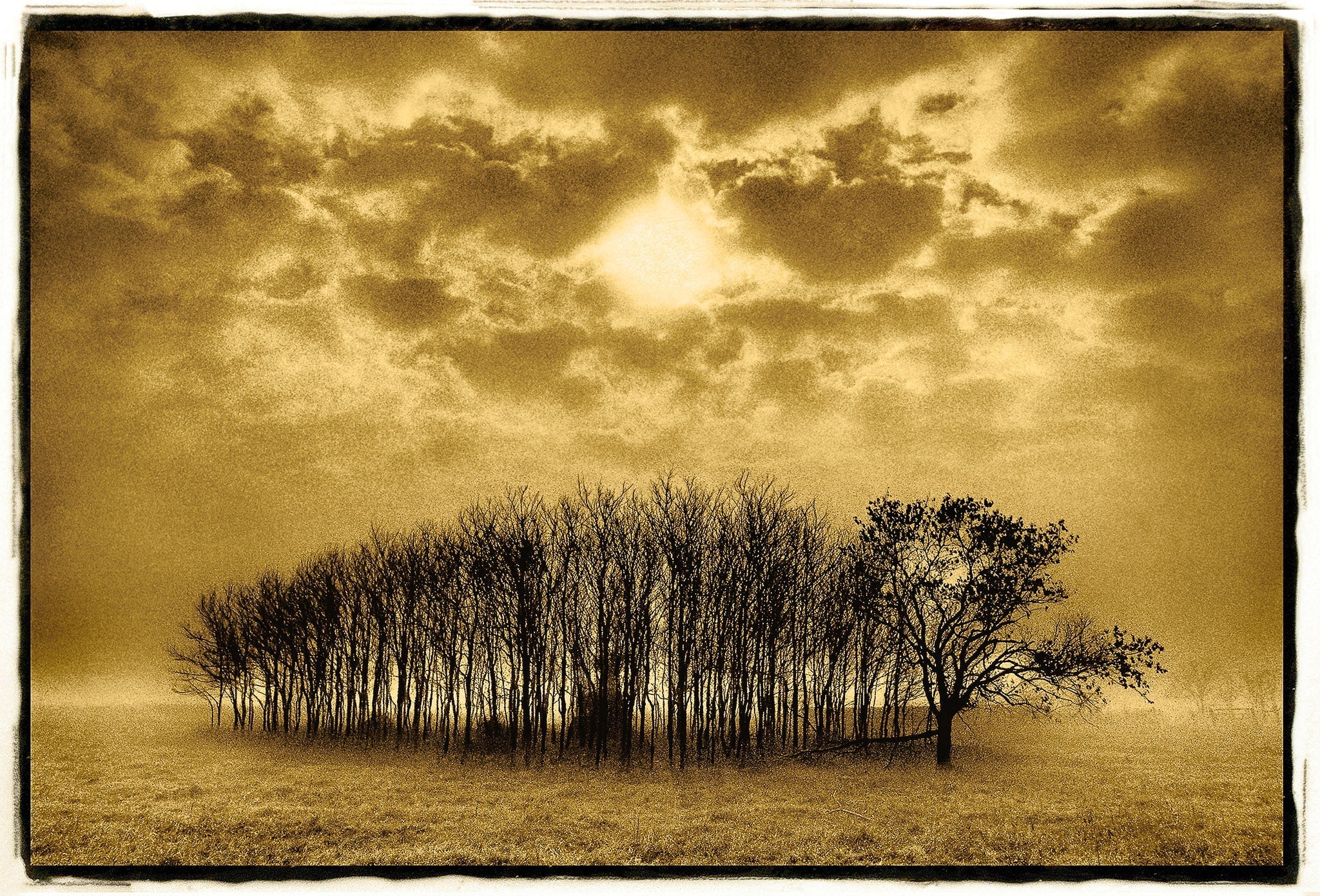 Stand of Trees, Texas Shop_Represented_Artist Dan Burkholder 