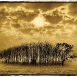 Stand of Trees, Texas Shop_Represented_Artist Dan Burkholder 