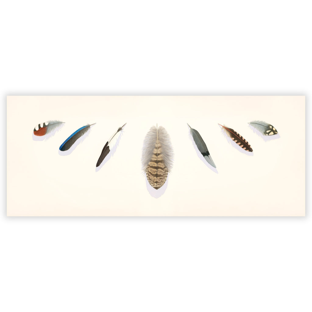 Taking Flight: Seven Feathers