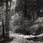 Tenaya Creek, Dogwood, Spring Rain (Portfolio III) explore photographs The Ansel Adams Gallery 