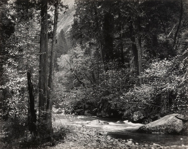 tenaya-creek-dogwood-spring-