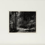 Tenaya Creek, Spring Rain Original Photograph Ansel Adams 