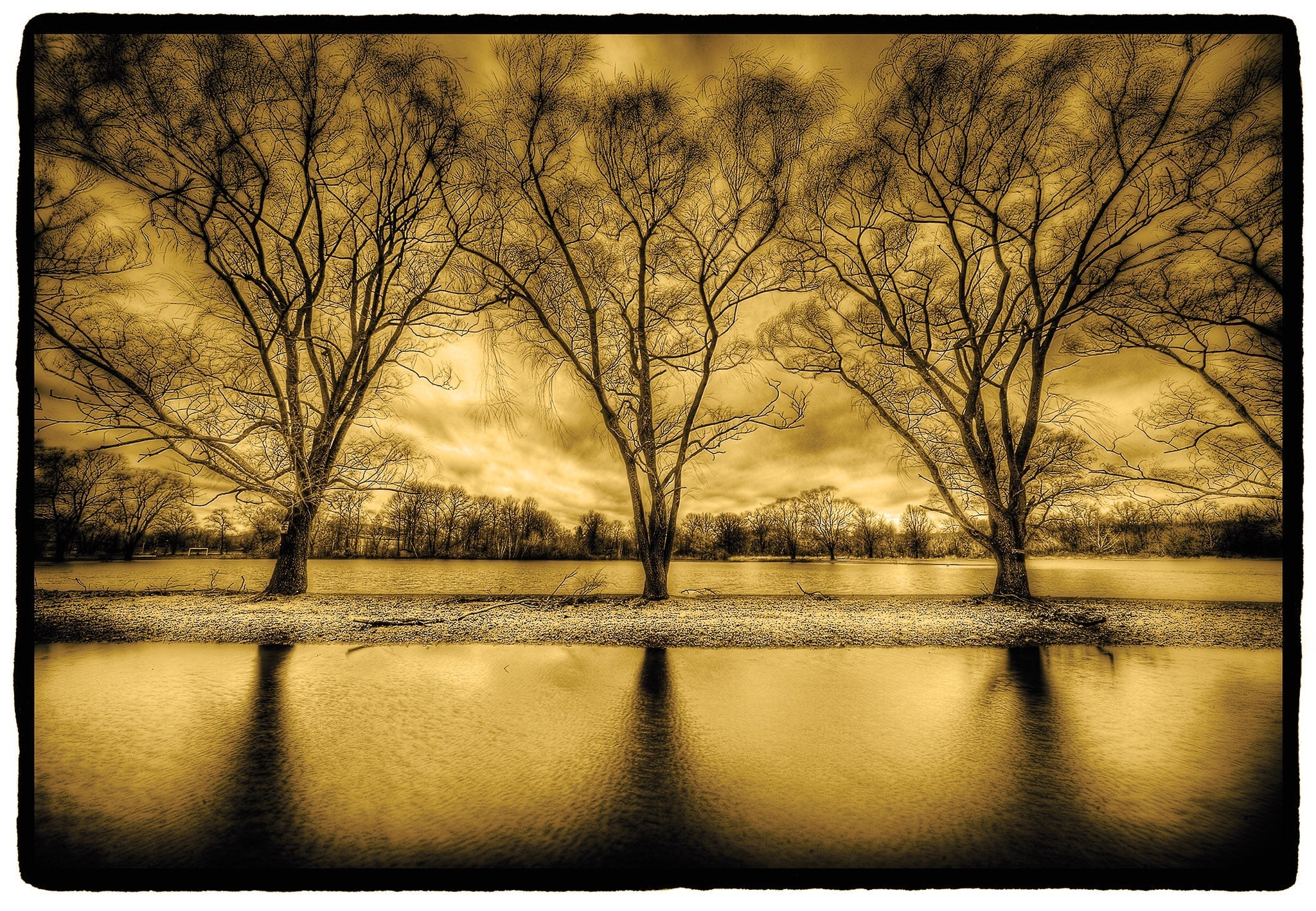 Three Trees near Water, New York State Shop_Represented_Artist Dan Burkholder 