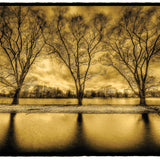 Three Trees near Water, New York State Shop_Represented_Artist Dan Burkholder 