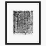 Tree and Snow, Yosemite Shop_Medium_Print Ansel Adams Black Wood 