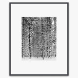 Tree and Snow, Yosemite Shop_Medium_Print Ansel Adams Contrast Gray Metal 