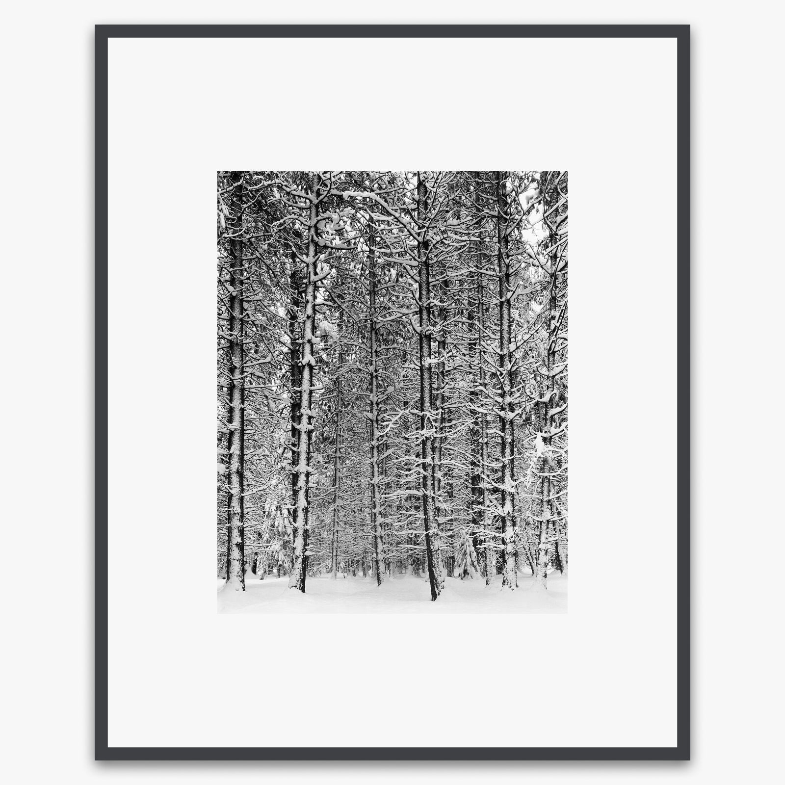 Tree and Snow, Yosemite Shop_Medium_Print Ansel Adams Contrast Gray Metal 