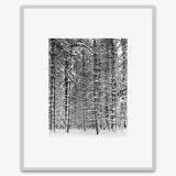 Tree and Snow, Yosemite Shop_Medium_Print Ansel Adams German Silver Metal 