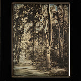 Tree at Bill’s Place - Michigan Shop_Represented_Artist Mike Robinson 