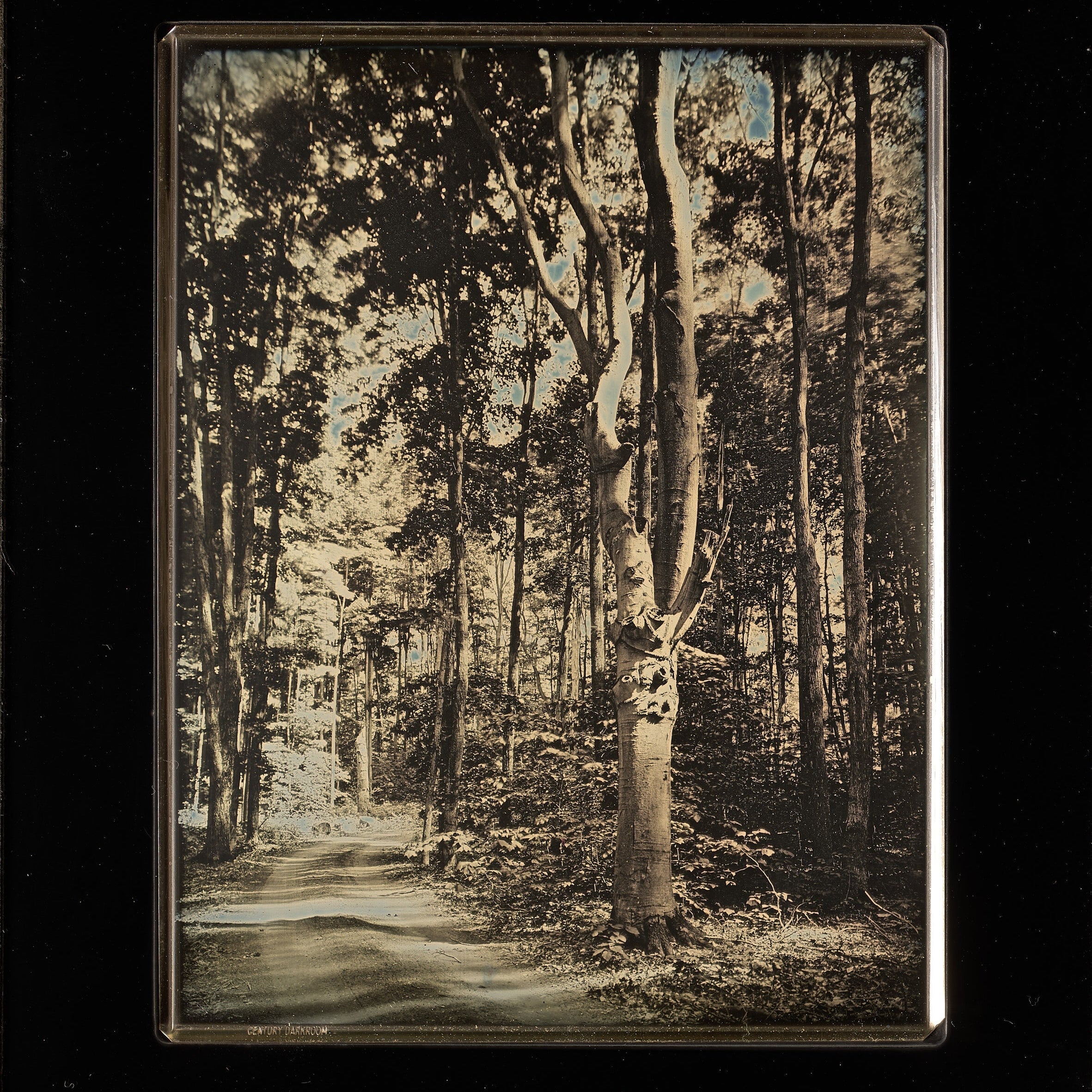 Tree at Bill’s Place - Michigan Shop_Represented_Artist Mike Robinson 