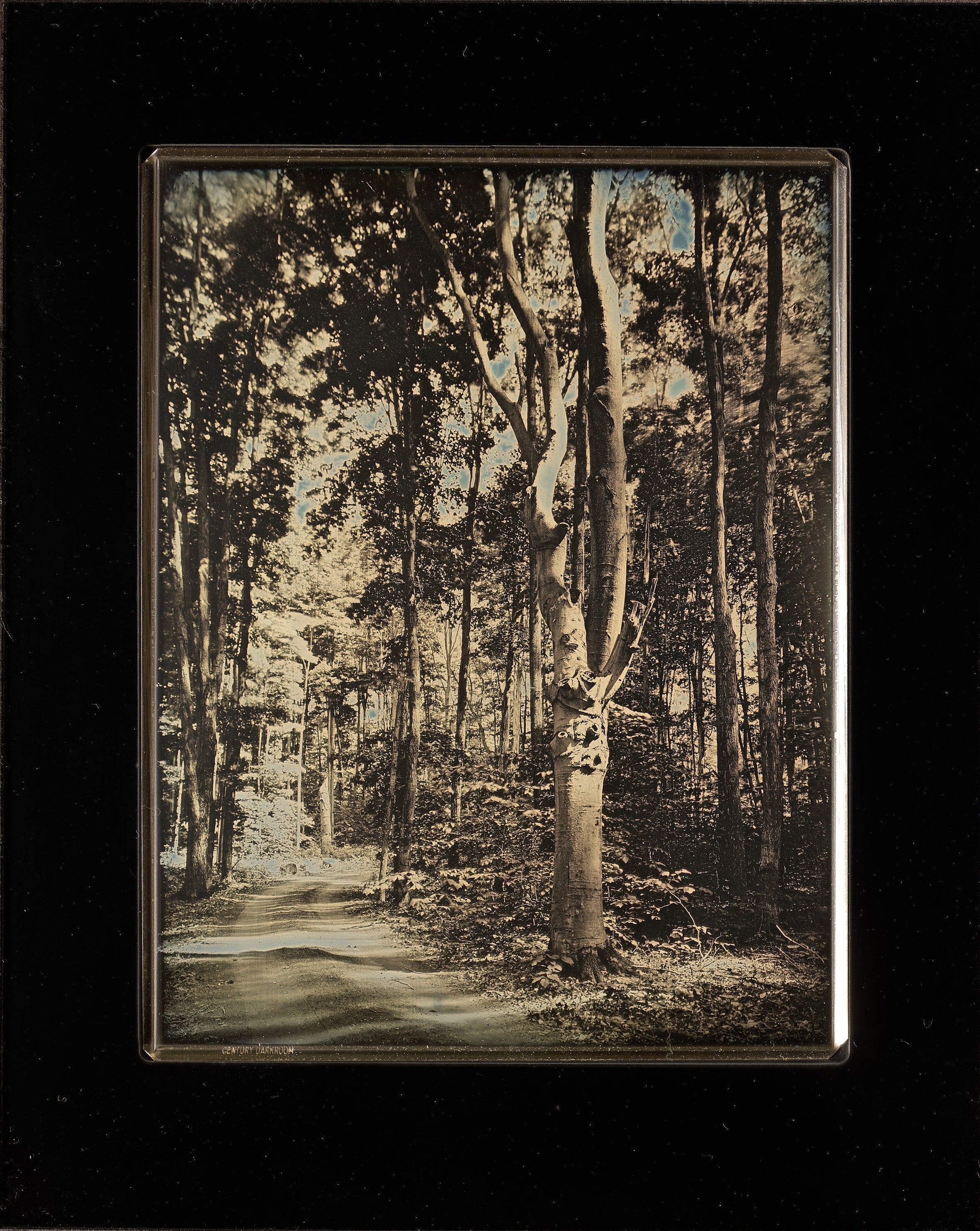 Tree at Bill’s Place - Michigan Shop_Represented_Artist Mike Robinson 