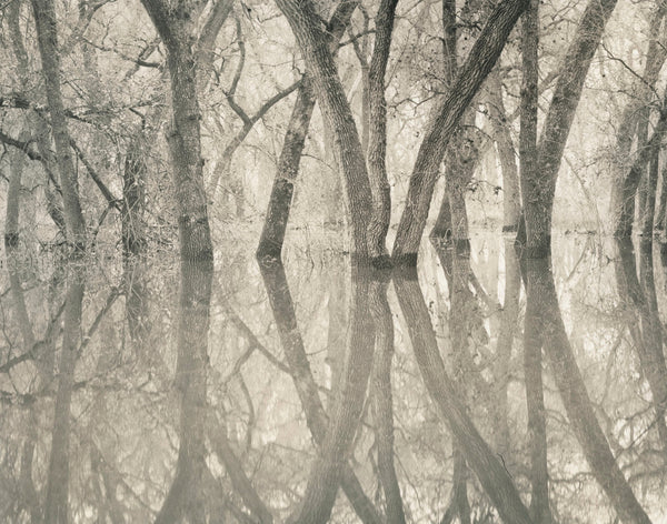 tree-of-life-