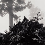 Tree, Stump, and Mist, Northern Cascades Original Photograph Ansel Adams 