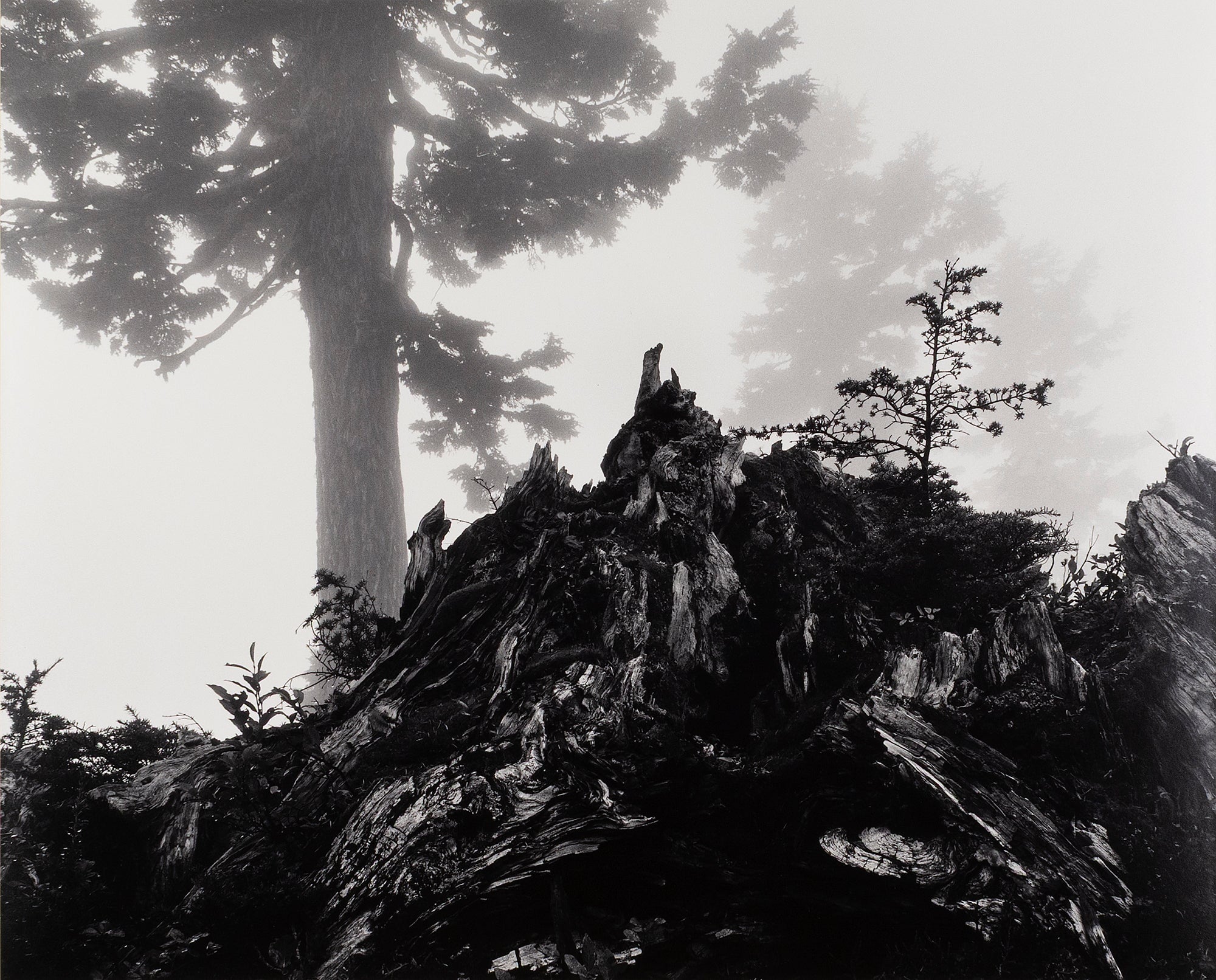 Tree, Stump, and Mist, Northern Cascades Original Photograph Ansel Adams 