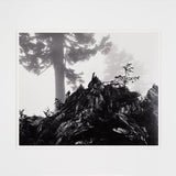 Tree, Stump, and Mist, Northern Cascades Original Photograph Ansel Adams 