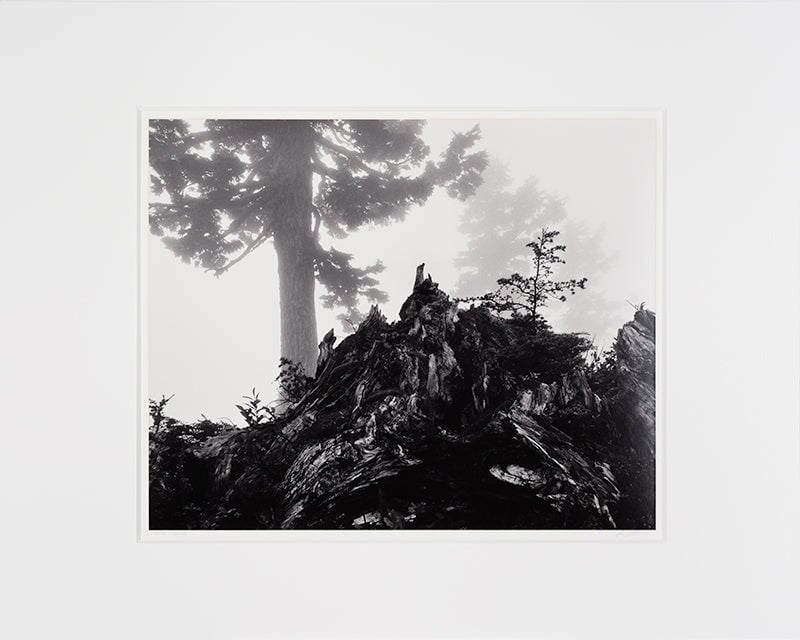 Tree, Stump, and Mist, Northern Cascades Original Photograph Ansel Adams 