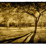 Trees and Truck at Midnight, Texas Shop_Represented_Artist Dan Burkholder 