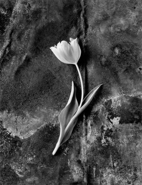 tulip-no-3-