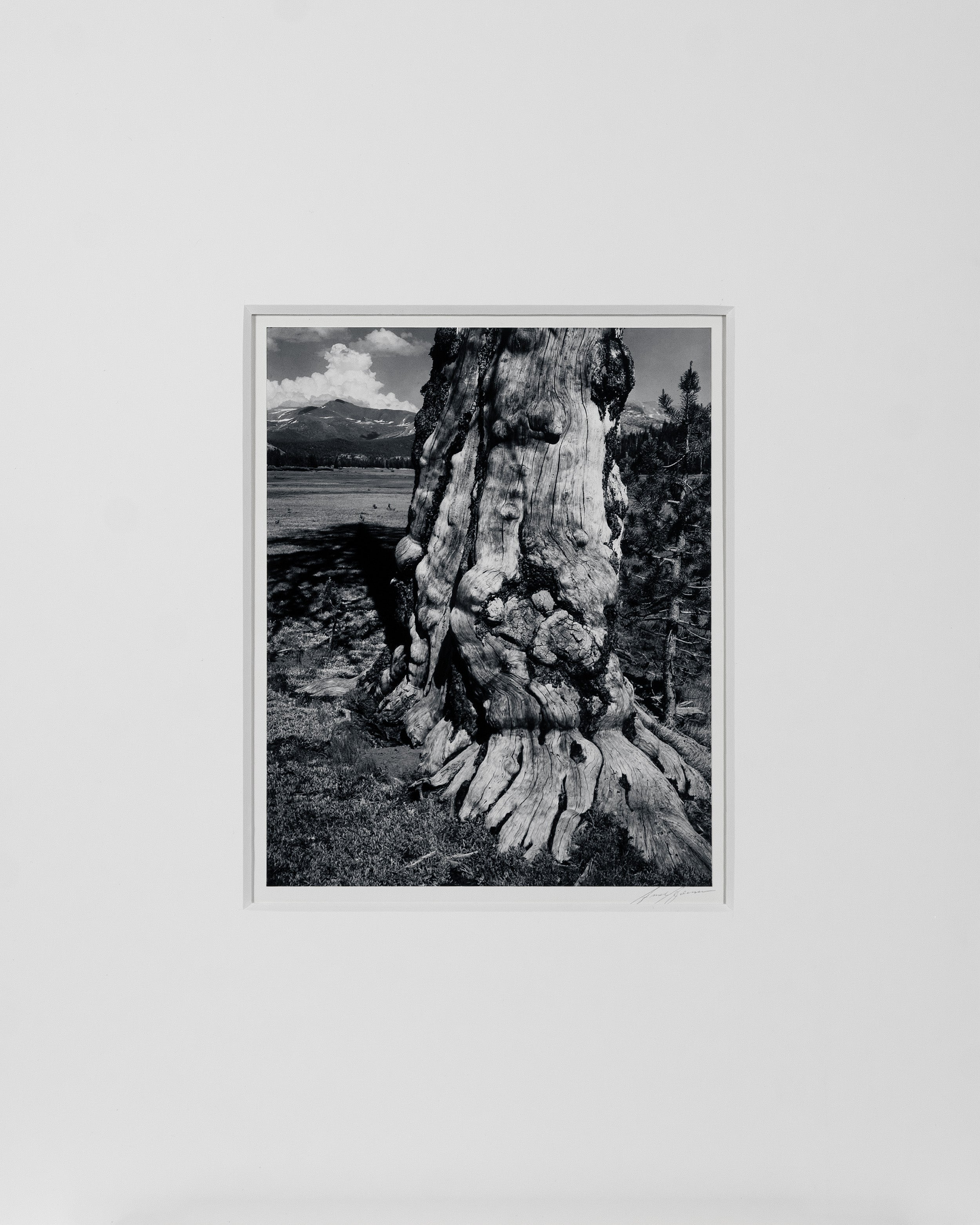 Tuolumne Meadows Original Photograph Ansel Adams 