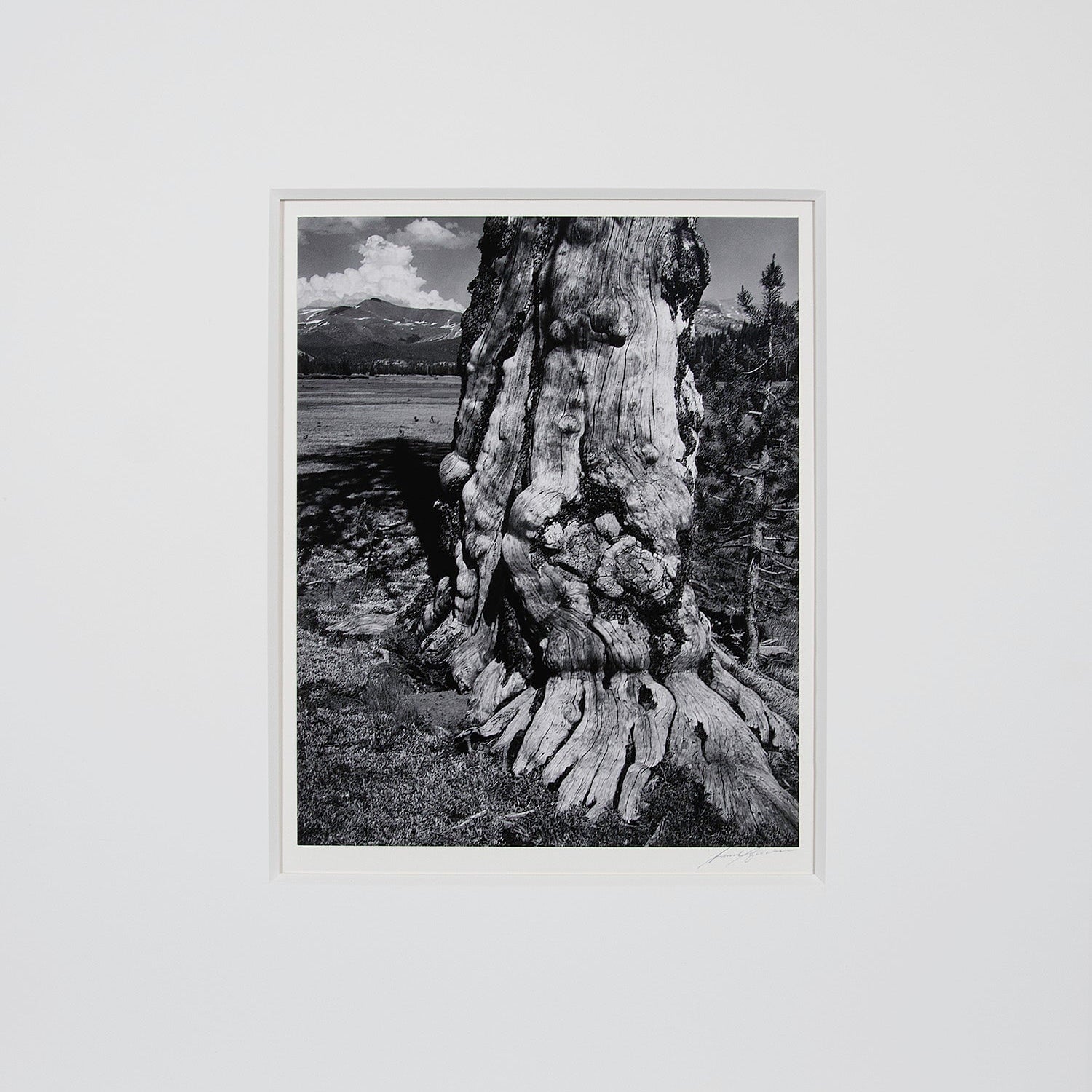 Tuolumne Meadows Original Photograph Ansel Adams 