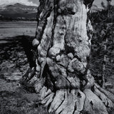 Tuolumne Meadows Original Photograph Ansel Adams 