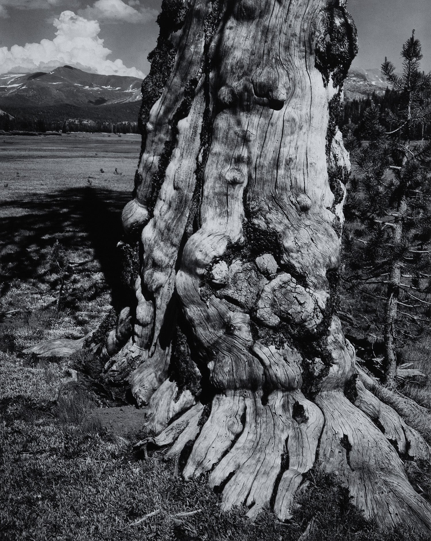 Tuolumne Meadows Original Photograph Ansel Adams 