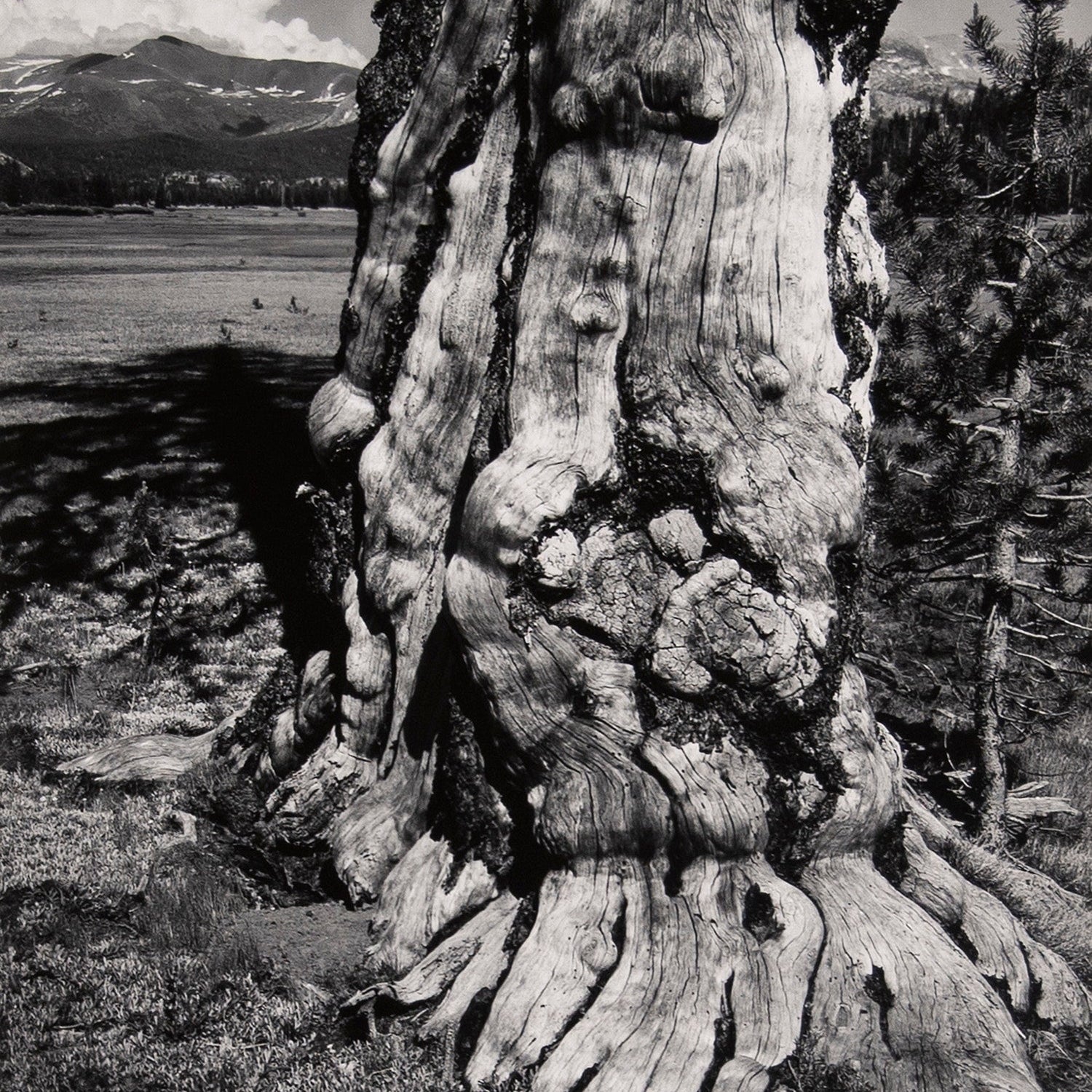Tuolumne Meadows Original Photograph Ansel Adams 