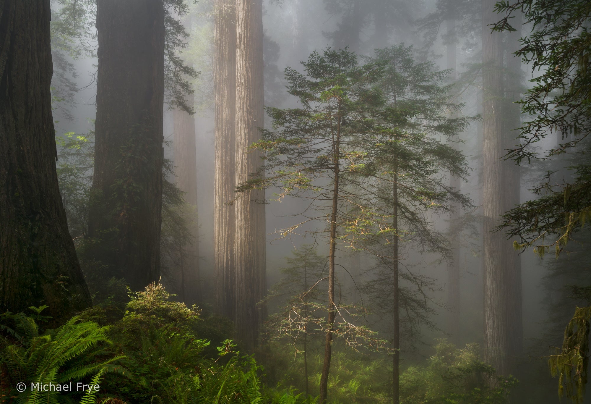 Twins, Redwoods National Park, California Shop_Represented_Artist Michael Frye 