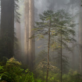 Twins, Redwoods National Park, California Shop_Represented_Artist Michael Frye 