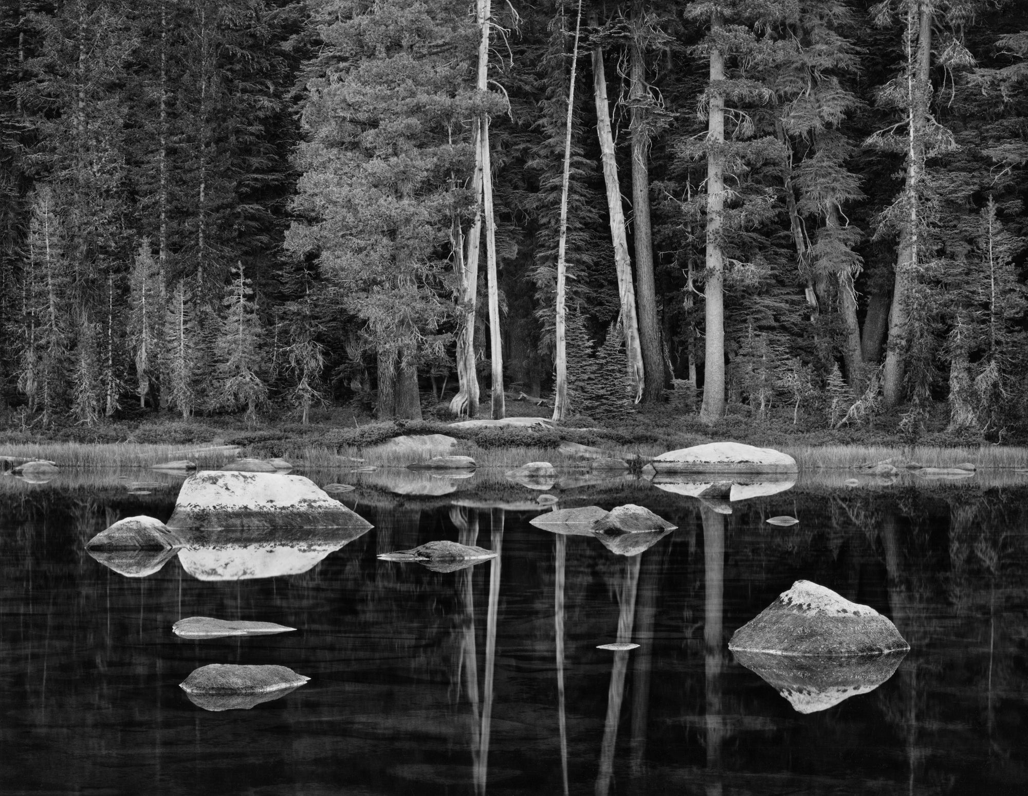 White Boulders and Forest, Dawn, Yosemite National Park Shop_Represented_Artist John Sexton 