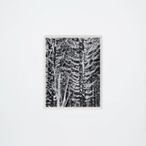 Winter Forest, Detail - Signed Special Edition Photograph Signed_SEP Ansel Adams 