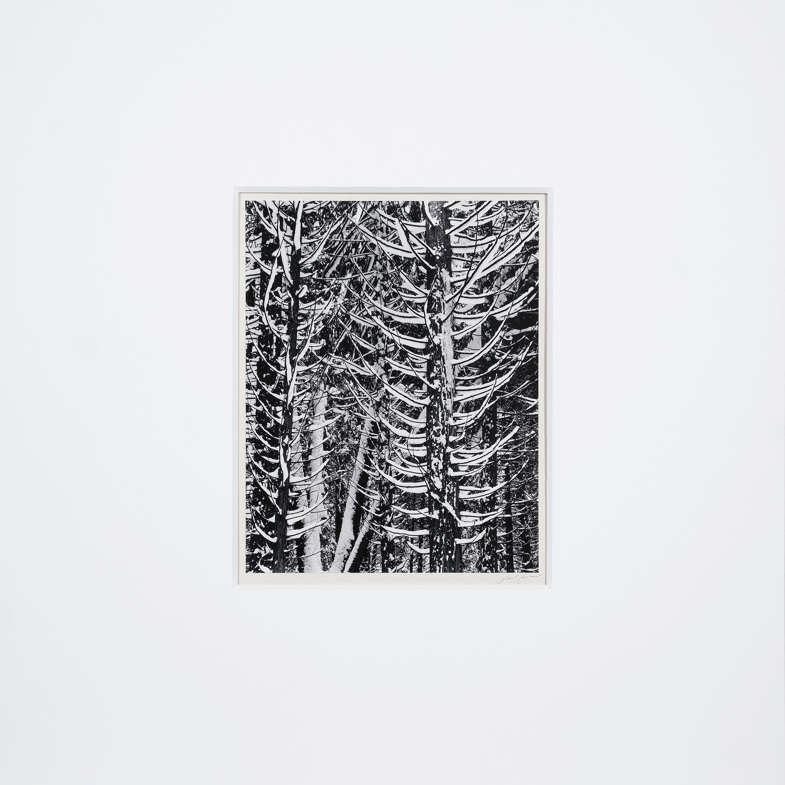 Winter Forest, Detail - Signed Special Edition Photograph Signed_SEP Ansel Adams 
