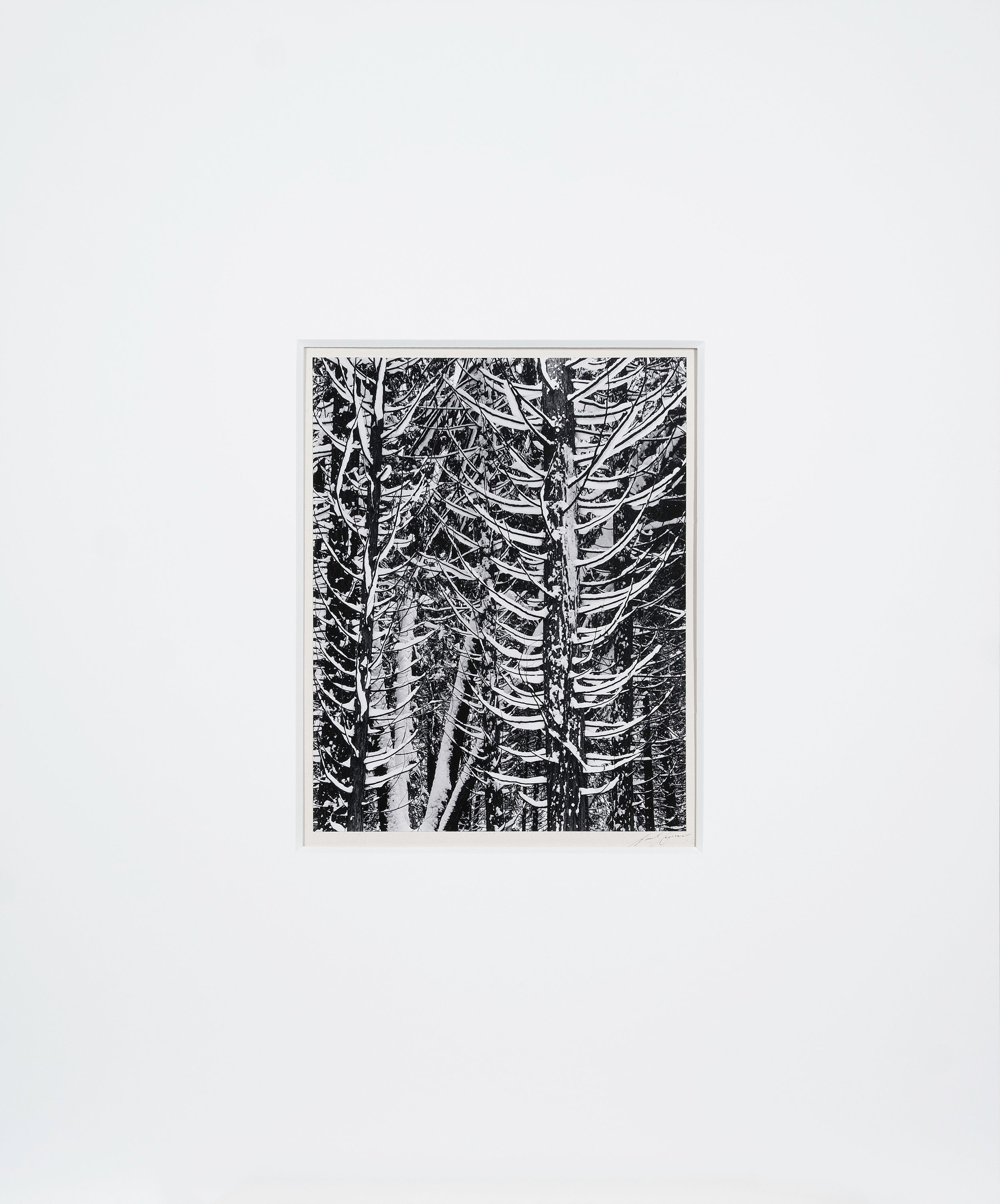 Winter Forest, Detail - Signed Special Edition Photograph Signed_SEP Ansel Adams 