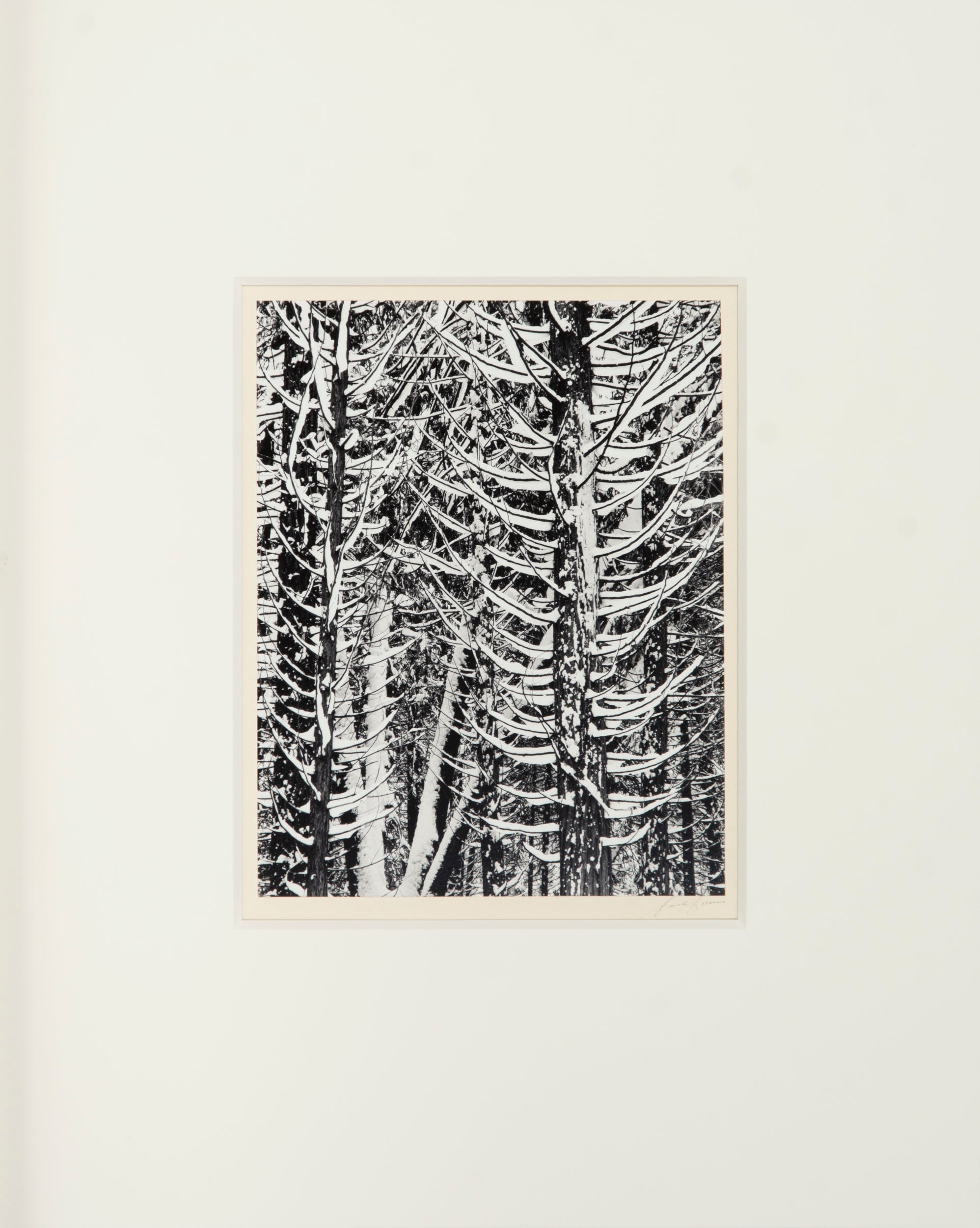 Winter Forest, Detail - Signed Special Edition Photograph Shop Ansel Adams 