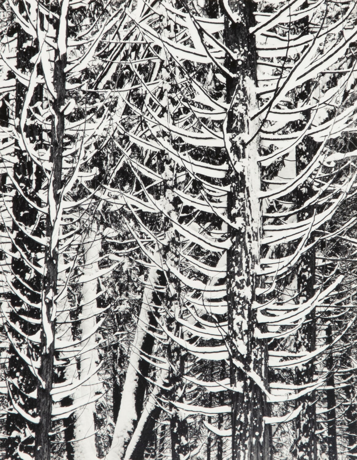 Winter Forest, Detail - Signed Special Edition Photograph Shop Ansel Adams 