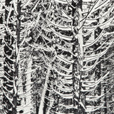 Winter Forest, Detail - Signed Special Edition Photograph Shop Ansel Adams 