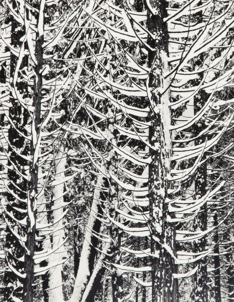 Winter Forest, Detail - Signed Special Edition Photograph