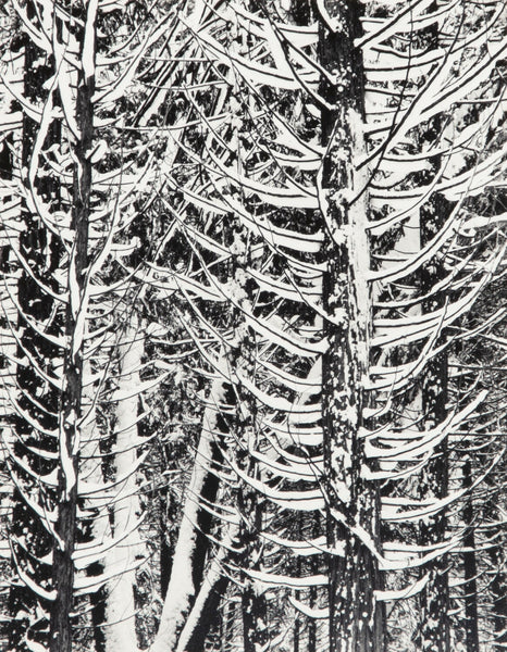 Winter Forest, Detail - Signed Special Edition – The Ansel Adams