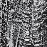 Winter Forest, Detail - Signed Special Edition Photograph Signed_SEP Ansel Adams 