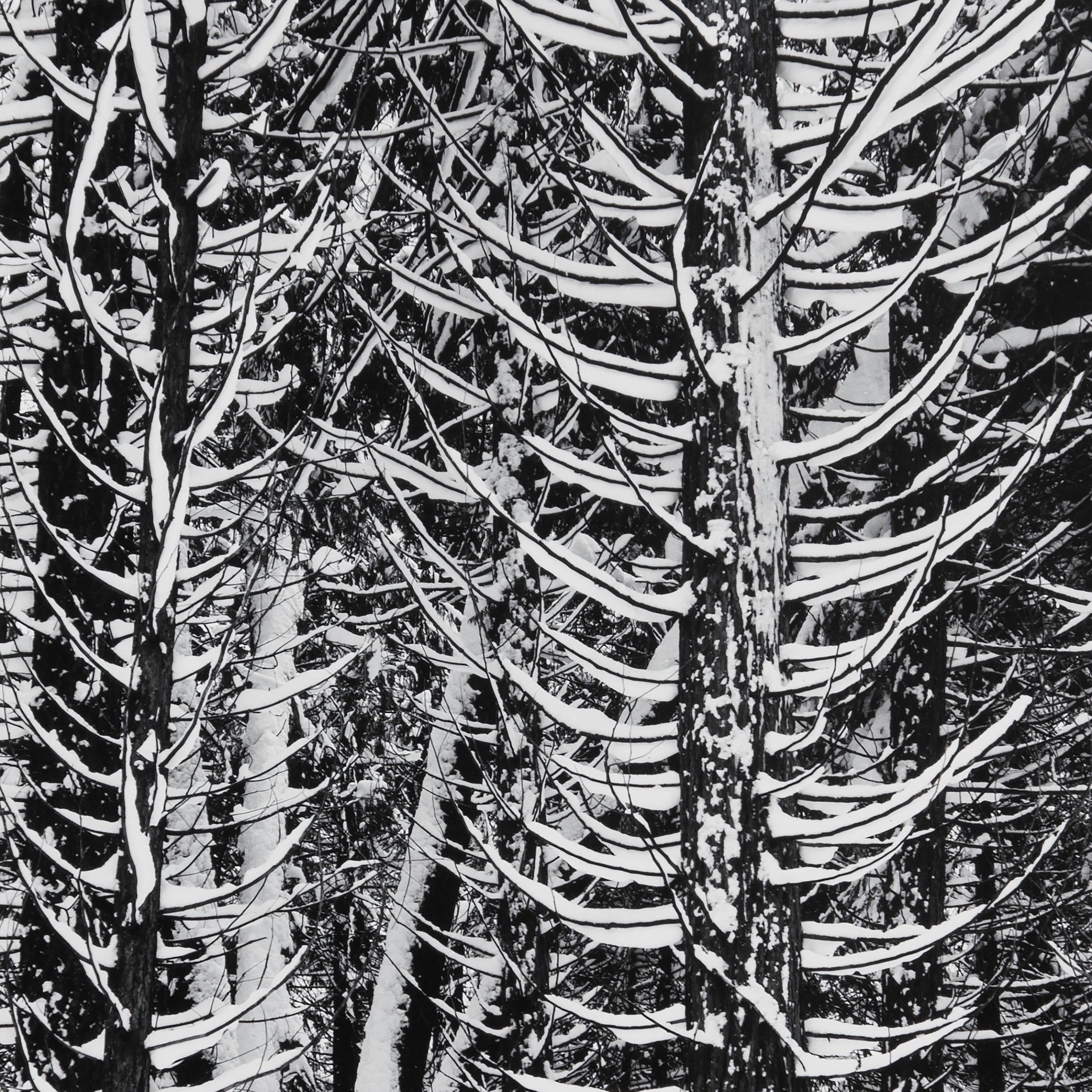Winter Forest, Detail - Signed Special Edition Photograph Signed_SEP Ansel Adams 