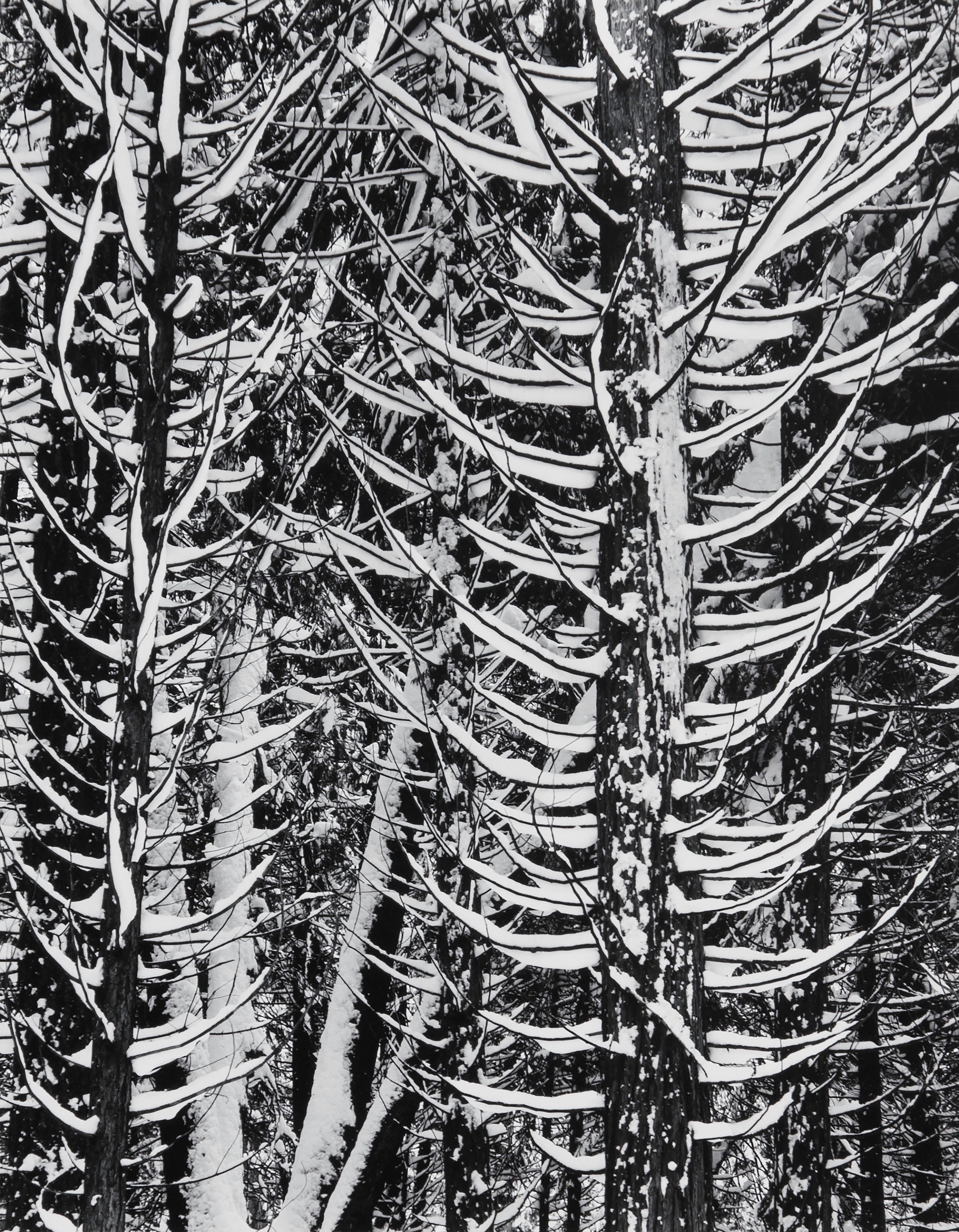 Winter Forest, Detail - Signed Special Edition Photograph Signed_SEP Ansel Adams 
