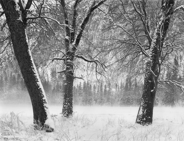 Winter Trees, Fog, Yosemite Valley, CA 1990 by John Sexton – The