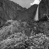 Yosemite Falls and Apple Blossoms