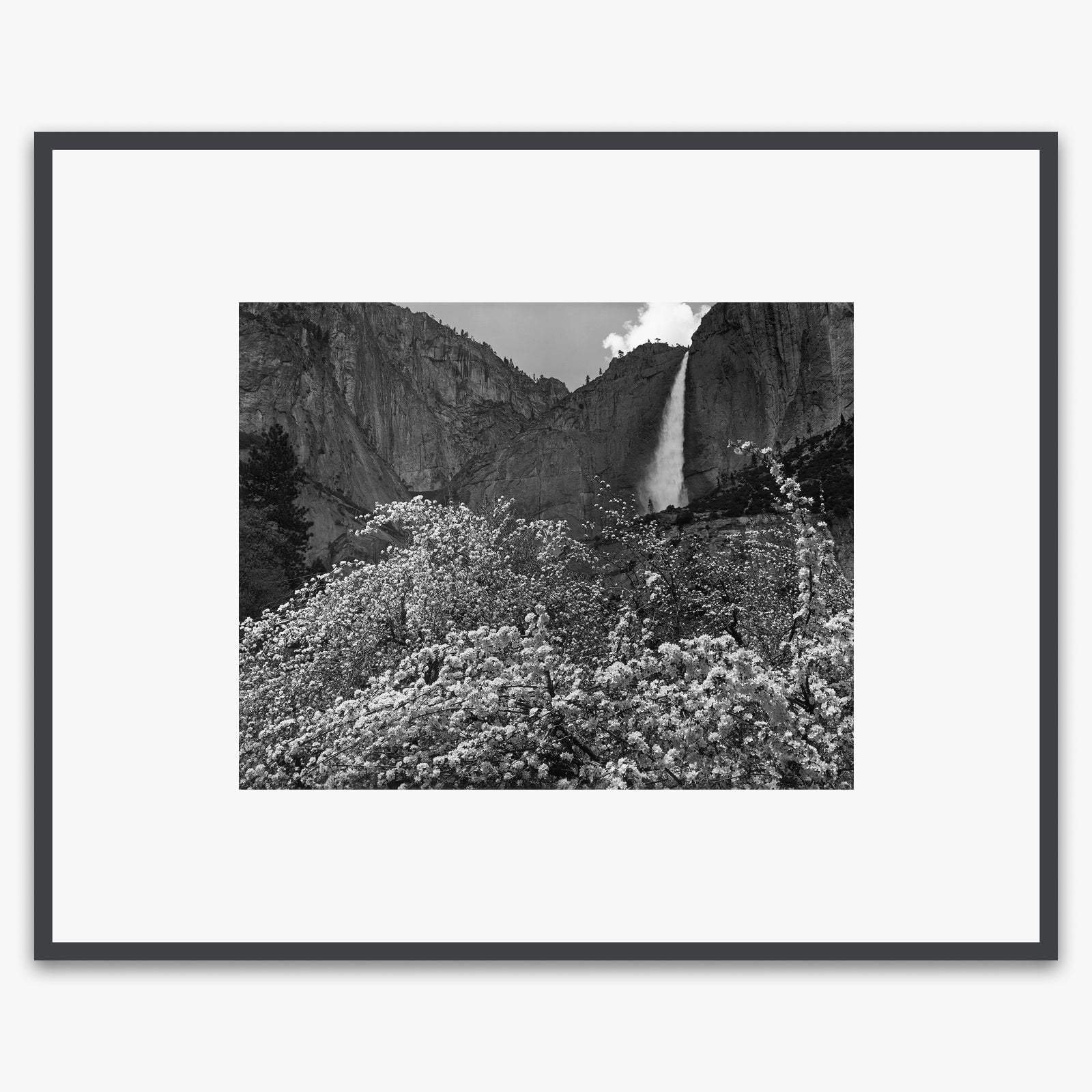 Yosemite Falls and Apple Blossoms Shop_Medium_Print The Ansel Adams Gallery Contrast Gray Metal 